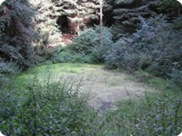 "Weringer Pohl" Lippspringer Wald Eine ruhige, mit Bäumen umsäumte Lichtung im Lippspringer Wald, umgeben von üppigem Grün.