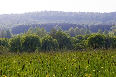 Aussicht im Naturpark Teutoburger Wald / Eggegebirge bei Bad Driburg Grüne Wiesen mit Schilf vor dicht bewaldeten Hügeln im Naturpark Teutoburger Wald, Bad Driburg.