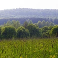 Aussicht im Naturpark Teutoburger Wald / Eggegebirge bei Bad Driburg Grüne Wiesen mit Schilf vor dicht bewaldeten Hügeln im Naturpark Teutoburger Wald, Bad Driburg.
