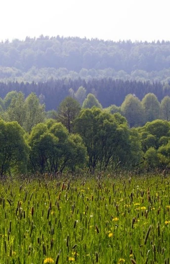 Aussicht im Naturpark Teutoburger Wald / Eggegebirge bei Bad Driburg Grüne Wiesen mit Schilf vor dicht bewaldeten Hügeln im Naturpark Teutoburger Wald, Bad Driburg.