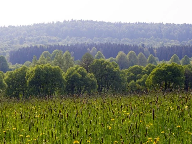 Aussicht im Naturpark Teutoburger Wald / Eggegebirge bei Bad Driburg Grüne Wiesen mit Schilf vor dicht bewaldeten Hügeln im Naturpark Teutoburger Wald, Bad Driburg.
