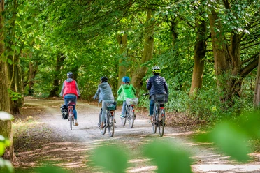 Steinhagen - Radfahren durch den Patthorster Wald Radfahrer im Patthorster Wald (Steinhagen)