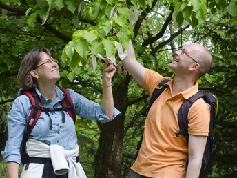 Wanderer am Taschentuchbaum im Arboretum Zwei Wanderer stehen am Taschentuchbaum im Arboretum.
