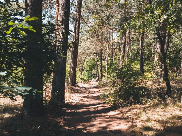 Waldpfad gesäumt von hohen Kiefern und Laubbäumen, in Sonnenlicht getaucht, lädt zum Spaziergang ein.