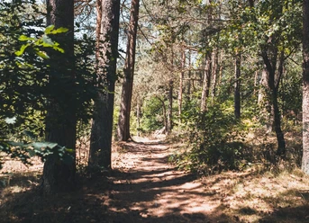 Augustdorfer Dünenpfad Waldpfad gesäumt von hohen Kiefern und Laubbäumen, in Sonnenlicht getaucht, lädt zum Spaziergang ein.