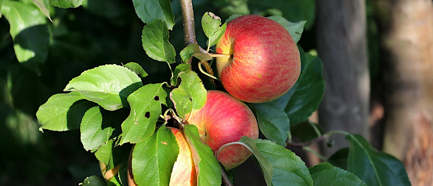 pearly-peach-apple-tree-4495684.jpg