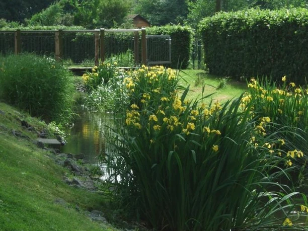 Am Westwall Ein idyllischer Gartenbach fließt gesäumt von gelb blühenden Schwertlilien und gepflegtem Rasen.