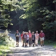 Eine Gruppe älterer Wanderer spaziert auf einem sonnenbeschienenen Waldweg in Bad Driburg.