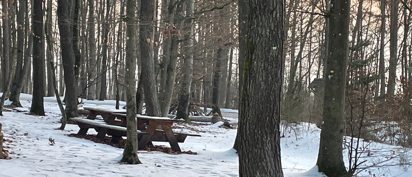 Winter_Bank_M_Zellner.jpg Verschneiter Wald mit Holzbänken und Tischen zwischen hohen Bäumen