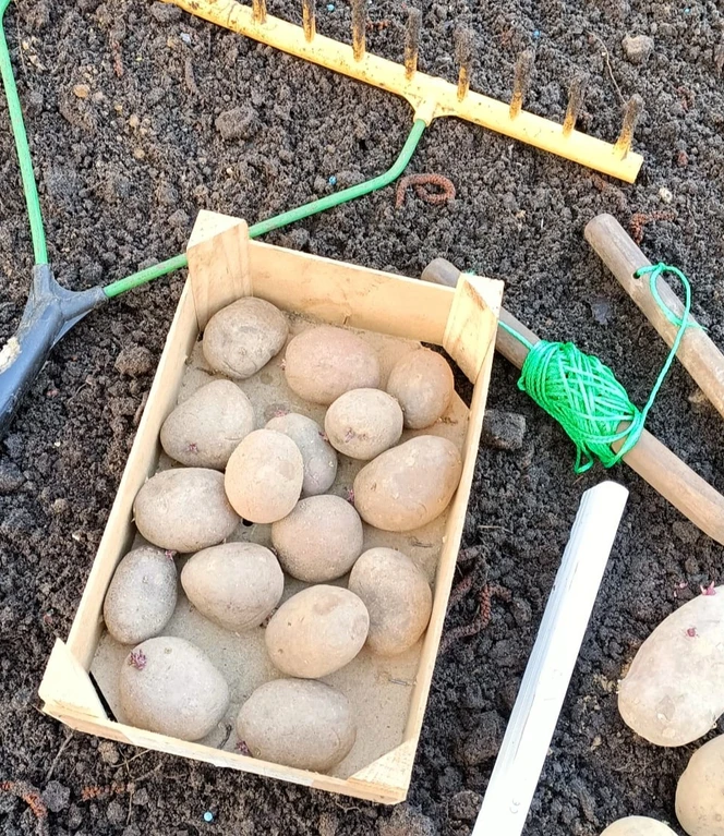 Kartoffelvielfalt im Siedlergarten ©Emsland Moormuseum .jpg