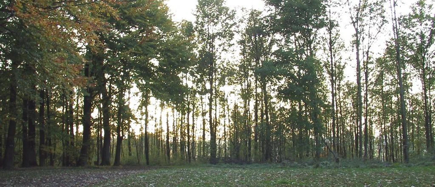 Unser Weg führt uns auch an Wäldern vorbei. Herbstliche Waldszene mit Laubbäumen; Sonnenlicht schimmert durch die Blätter, ruhige Atmosphäre.