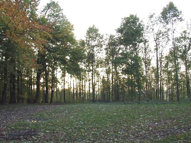 Unser Weg führt uns auch an Wäldern vorbei. Herbstliche Waldszene mit Laubbäumen; Sonnenlicht schimmert durch die Blätter, ruhige Atmosphäre.