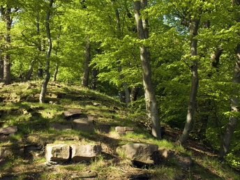 Buchen-Eichen-Wald - Klippensteig Buchen und Eichen auf einem steinigen Hang leuchten in hellem Grün bei Sonnenschein im Wald.