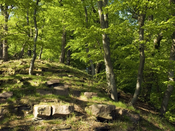 Buchen-Eichen-Wald - Klippensteig Buchen und Eichen auf einem steinigen Hang leuchten in hellem Grün bei Sonnenschein im Wald.