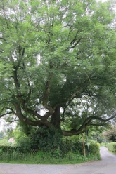 Baum in Bielefeld Eine imposante alte Eiche mit weit ausladenden Ästen und dichtem Blattwerk an einer Wegkreuzung.