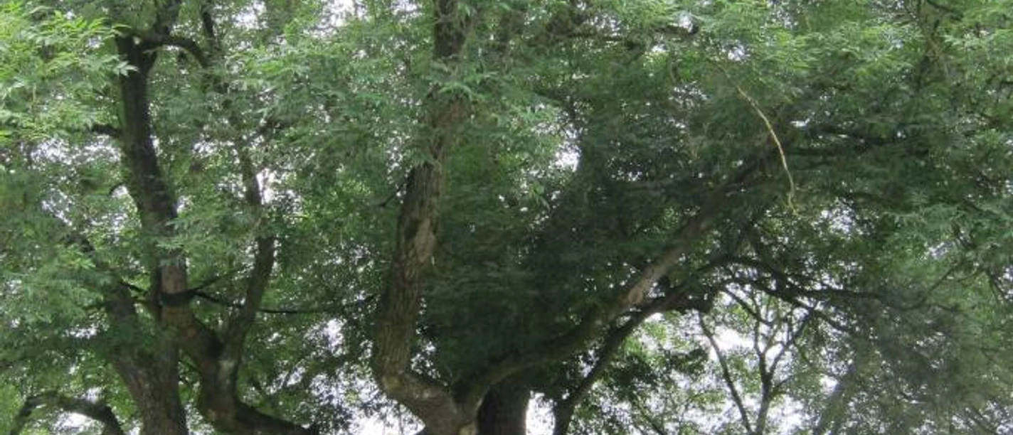 Baum in Bielefeld Eine imposante alte Eiche mit weit ausladenden Ästen und dichtem Blattwerk an einer Wegkreuzung.