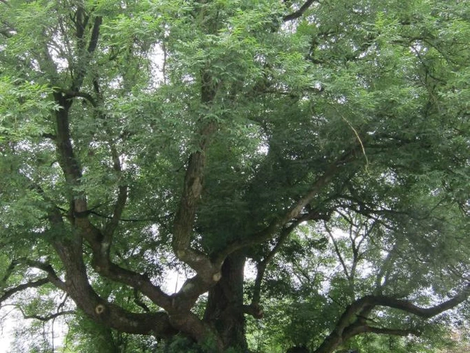 Baum in Bielefeld Eine imposante alte Eiche mit weit ausladenden Ästen und dichtem Blattwerk an einer Wegkreuzung.