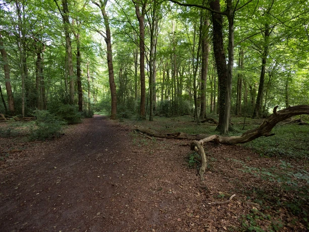 Waldweg im Neuenburger Urwald mit alten Bäumen und liegendem Totholz.