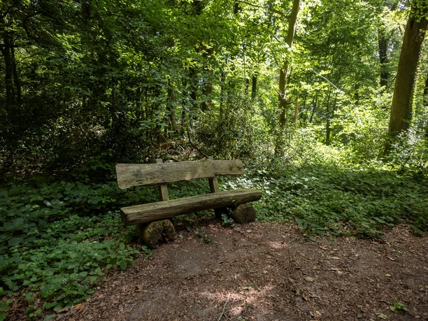 Neuenburger Urwald Bockhorn_TANO (3).jpg Holzbank am schattigen Waldweg im Neuenburger Urwald bei Zetel.