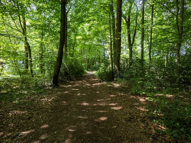 Neuenburger Urwald Bockhorn_TANO (4).jpg Waldweg unter dichtem grünen Blätterdach im Neuenburger Urwald.