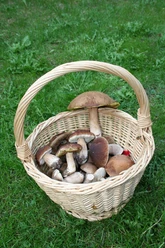 Pilzkorb