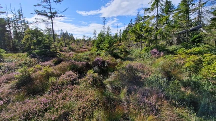 Heide im Harz