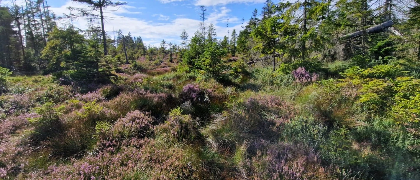 Heide im Harz Heide im Harz
