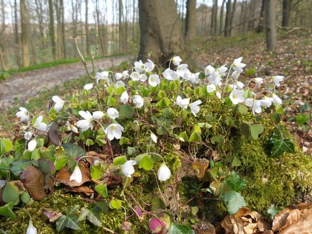 Am Wegesrand Weiße, sanft glockenförmige Blüten blühen auf einem mit Moos bedeckten Waldboden im frühen Frühjahr.