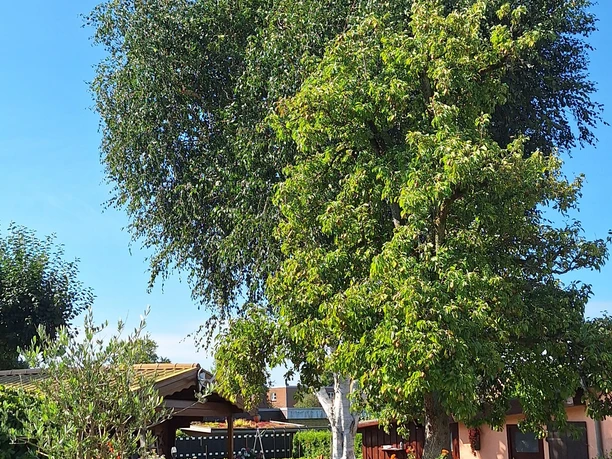 Garten Garten