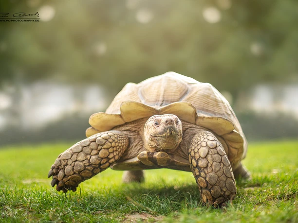 Eine große Spornschildkröte auf einer grünen Wiese.