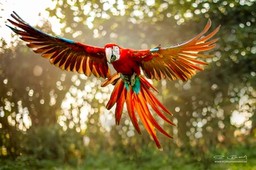 Ein roter Ara fliegt mit weit ausgebreiteten Flügeln direkt auf die Kamera zu. Seine langen, rot-orangefarbenen Schwanzfedern sind gefächert und das Gefieder leuchtet im Gegenlicht der Sonne.