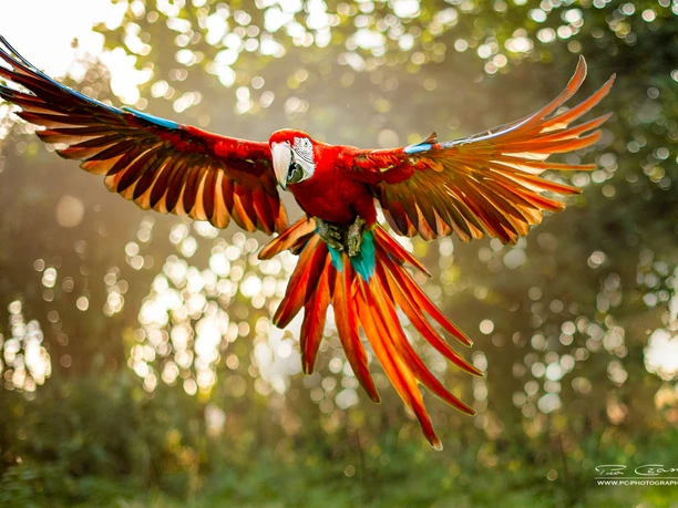 Ein roter Ara fliegt mit weit ausgebreiteten Flügeln direkt auf die Kamera zu. Seine langen, rot-orangefarbenen Schwanzfedern sind gefächert und das Gefieder leuchtet im Gegenlicht der Sonne.