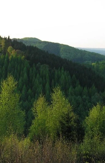 Hunekenkammer Grüne bewaldete Hügel unter einem klaren Himmel in Oberösterreich, dichte Vegetation im Vordergrund.