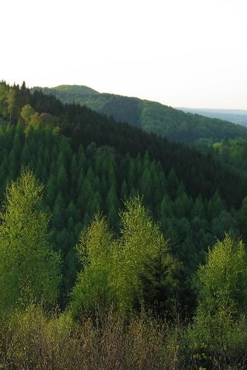Hunekenkammer Grüne bewaldete Hügel unter einem klaren Himmel in Oberösterreich, dichte Vegetation im Vordergrund.