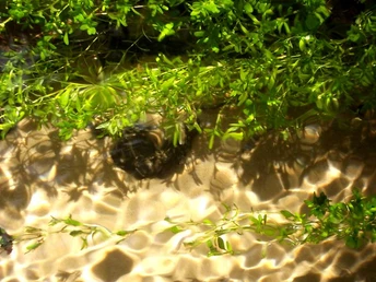 Sonnenstrahlen im Wasser des Furlbachs Sonnenstrahlen tanzen auf dem klaren Wasser des Furlbachs und werfen Lichtspiele unter grünem Laub.