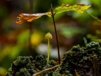 Ein kleiner Pilz wächst neben einem jungen Baumstamm im Wald, umgeben von Moos und bunten Herbstblättern.