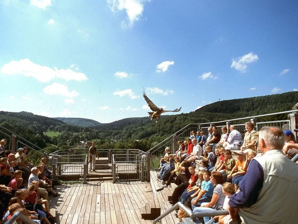 Tribüne der Adlerwarte Berlebeck Adler fliegt über eine Holzbühne mit Publikum, umgeben von grünen Hügeln unter blauem Himmel.