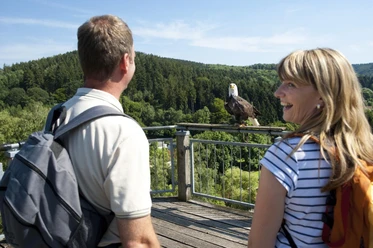 Adlerwarte Berlebeck Ein Paar beobachtet einen Weißkopfseeadler, der auf einem Geländer vor einem waldbedeckten Hügel sitzt.