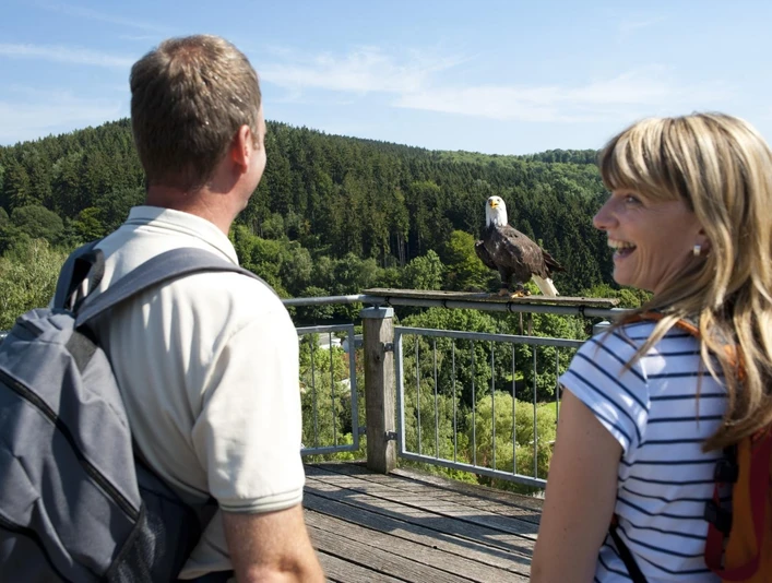 Adlerwarte Berlebeck Ein Paar beobachtet einen Weißkopfseeadler, der auf einem Geländer vor einem waldbedeckten Hügel sitzt.