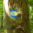 Logo des Jakobsweges Blaues Symbol mit gelber Muschel auf Baumstamm, markiert Jakobsweg im grünen Wald.
