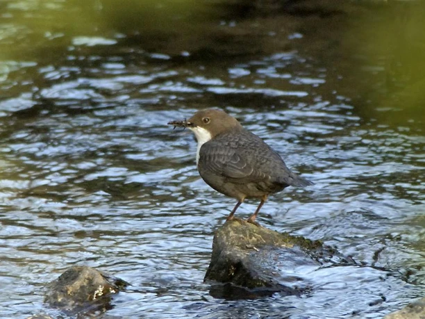 Wasseramsel an der Emmer Eine Wasseramsel steht auf einem Stein in einem flachen Bach, umgeben von fließendem Wasser.