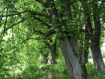 Emmerauenweg Grüner Wanderweg mit großen Bäumen entlang eines ruhigen Flusses, gesäumt von gelben Blumen.