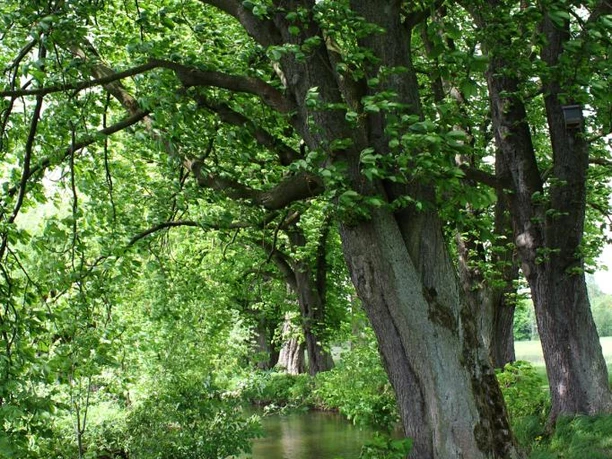 Emmerauenweg Grüner Wanderweg mit großen Bäumen entlang eines ruhigen Flusses, gesäumt von gelben Blumen.