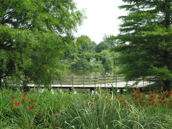 Emssee Holzsteg schlängelt sich durch üppig grüne Natur an einem Teich; rote Blüten im Vordergrund.