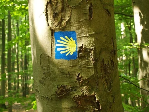 Blaues Jakobsweg-Symbol mit einer gelben Muschel auf einem Baumstamm im grünen Wald.