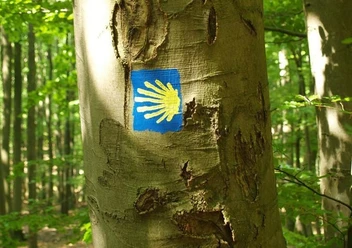 Wegzeichen Jakobsweg Blaues Jakobsweg-Symbol mit einer gelben Muschel auf einem Baumstamm im grünen Wald.