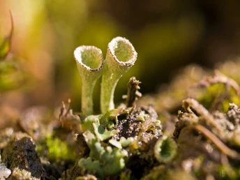 Zwei kelchförmige Flechten wachsen aus einem moosbedeckten, feuchten Waldboden hervor.