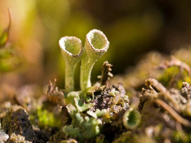 Flechten -Zwerge der Bleikuhlen Zwei kelchförmige Flechten wachsen aus einem moosbedeckten, feuchten Waldboden hervor.