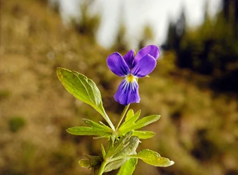 Erlesene Natur - das Westfälische Galmeiveilchen Seltene Nahaufnahme eines blühenden, lila Westfälischen Galmeiveilchens im natürlichen Habitat.