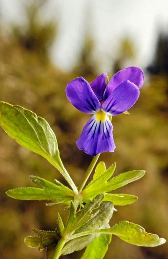 Erlesene Natur - das Westfälische Galmeiveilchen Seltene Nahaufnahme eines blühenden, lila Westfälischen Galmeiveilchens im natürlichen Habitat.